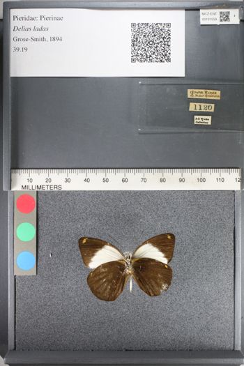 Media type: image;   Entomology 131559